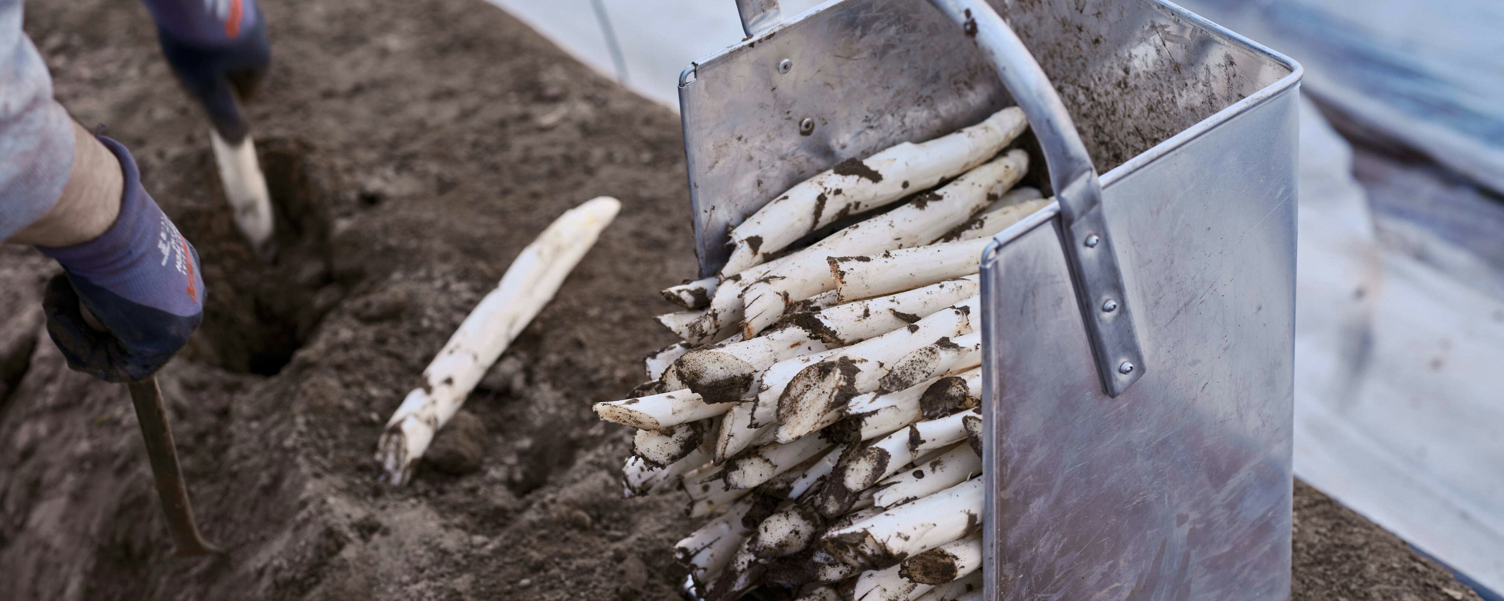 Paul Janssen Witte asperges 22