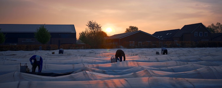 Placeholder for Paul Janssen Witte asperges 3