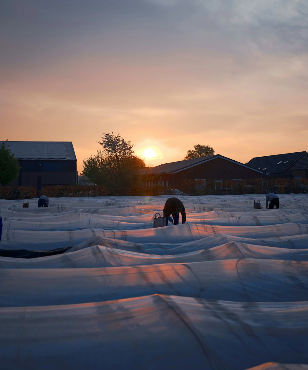 Paul Janssen Witte asperges 3