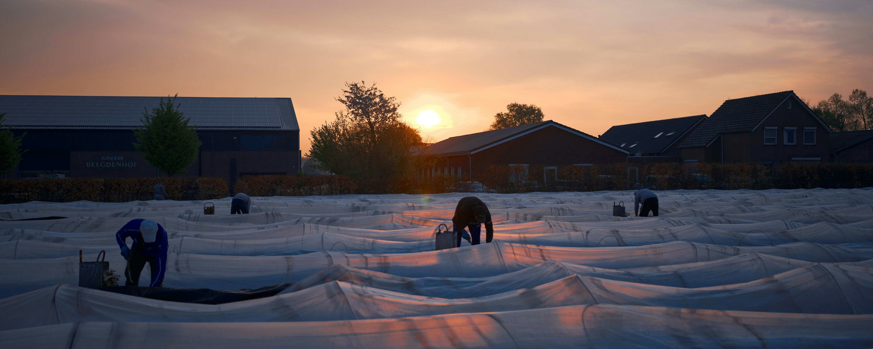 Paul Janssen Witte asperges 3