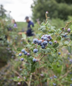 Placeholder for Ron Peeters blauwe bes 29