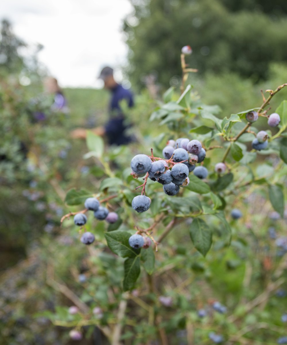 Ron Peeters blauwe bes 29