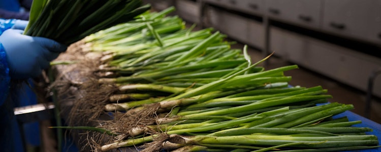 Placeholder for Taco Fresh ongewassen bosui op band