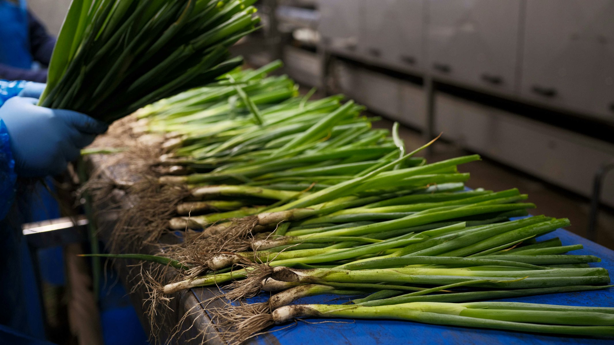 Taco Fresh ongewassen bosui op band