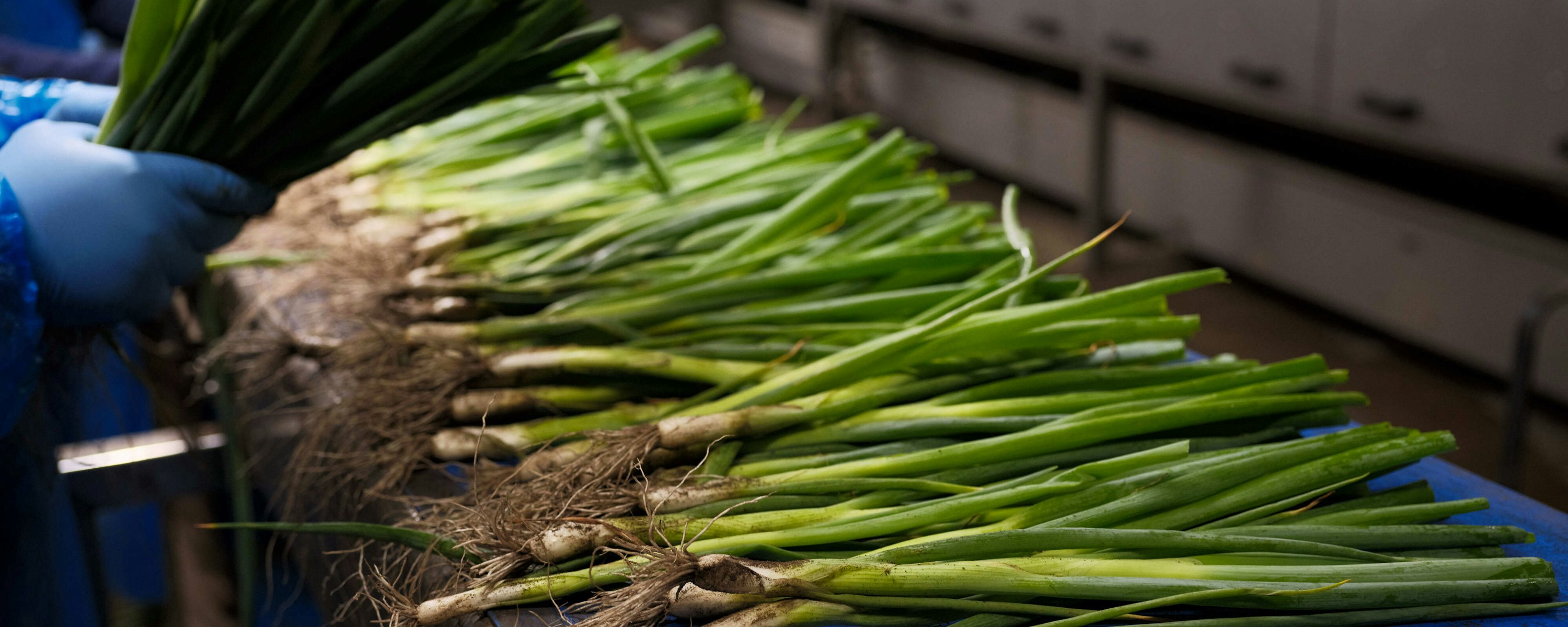 Taco Fresh ongewassen bosui op band