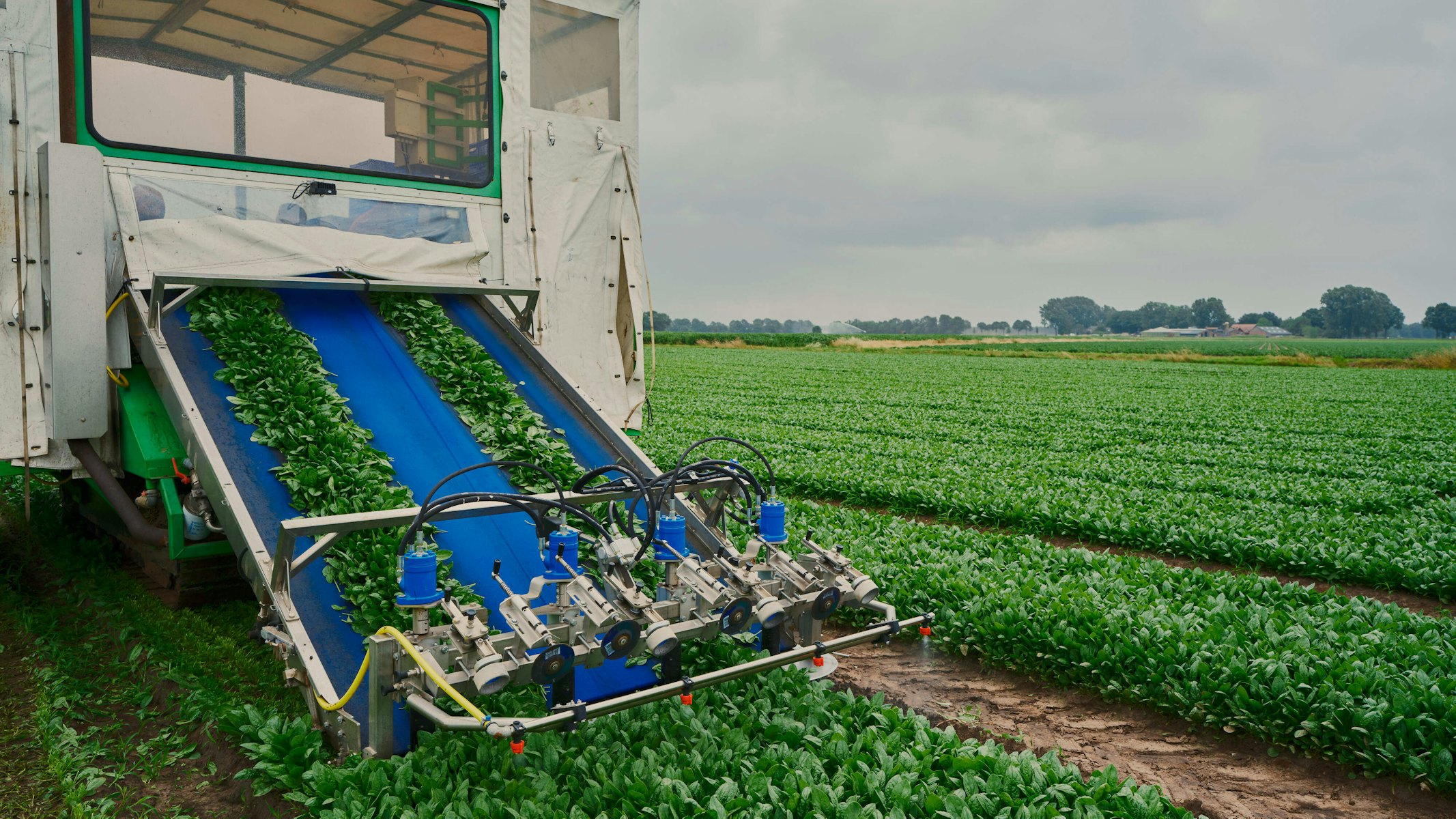 Taco Fresh spinazie veld met oogstmachine 3