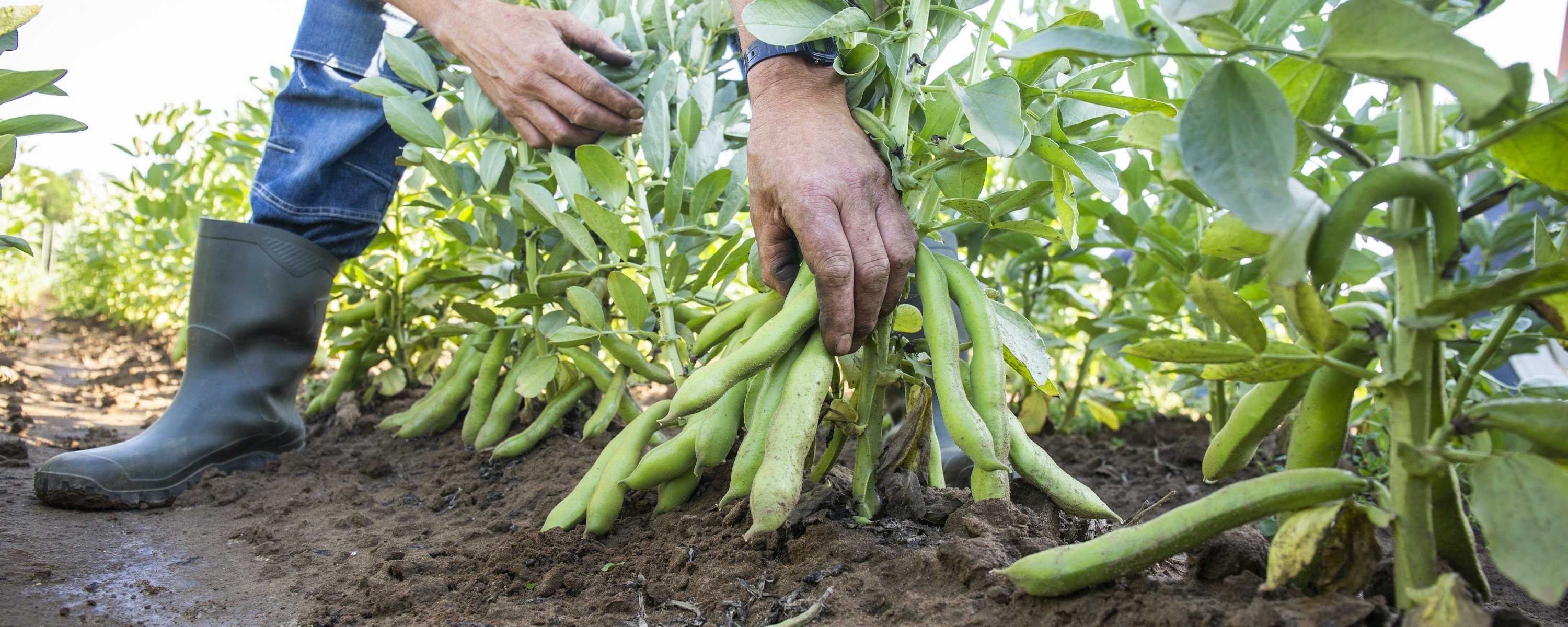 Ton Beckers tuinbonen 21