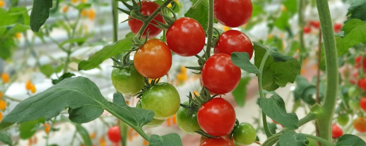 Placeholder for Umami 2