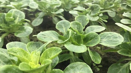 Placeholder for Veldsla veld