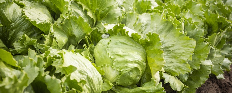 Placeholder for William Ton en John Vergeldt prei en ijsbergsla 19