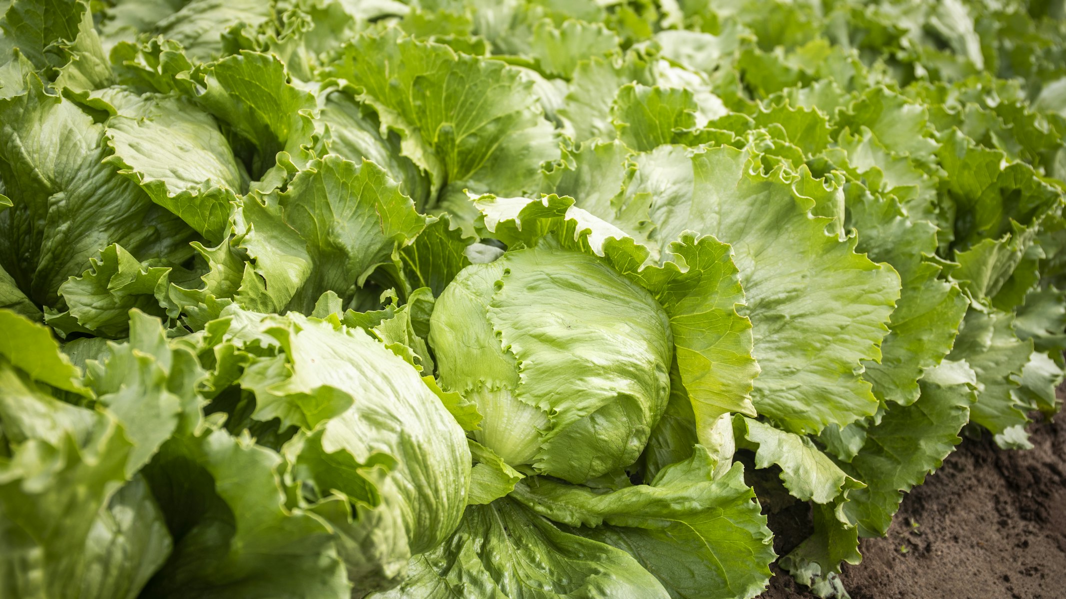 William Ton en John Vergeldt prei en ijsbergsla 19