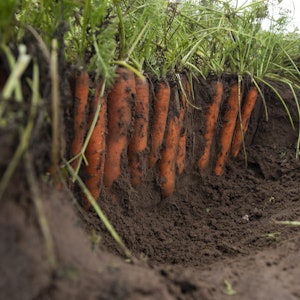 Placeholder for Wortelenbedrijf Joosten Liset van der Vegt 23