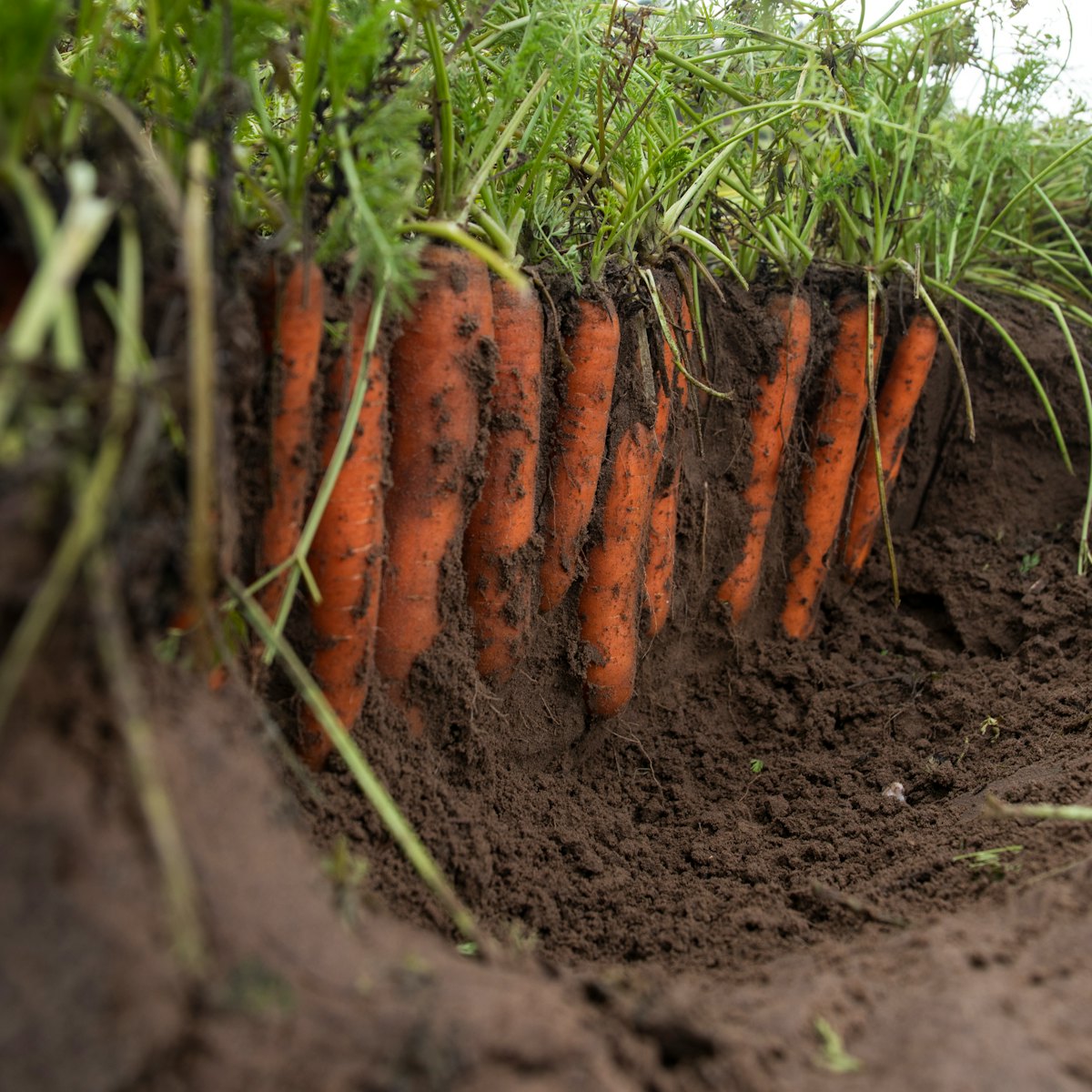 Wortelenbedrijf Joosten Liset van der Vegt 23