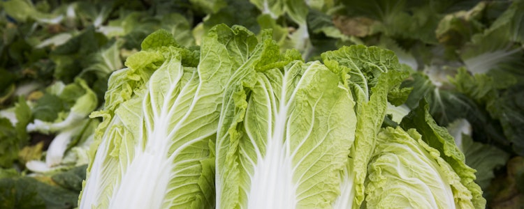 Placeholder for Chinese kool 2