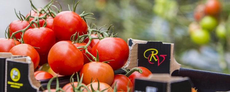 Placeholder for Kaay red vine 39