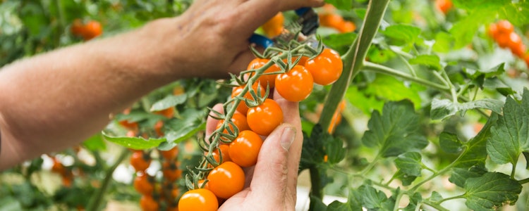 Placeholder for Lamuse fresh valley 1