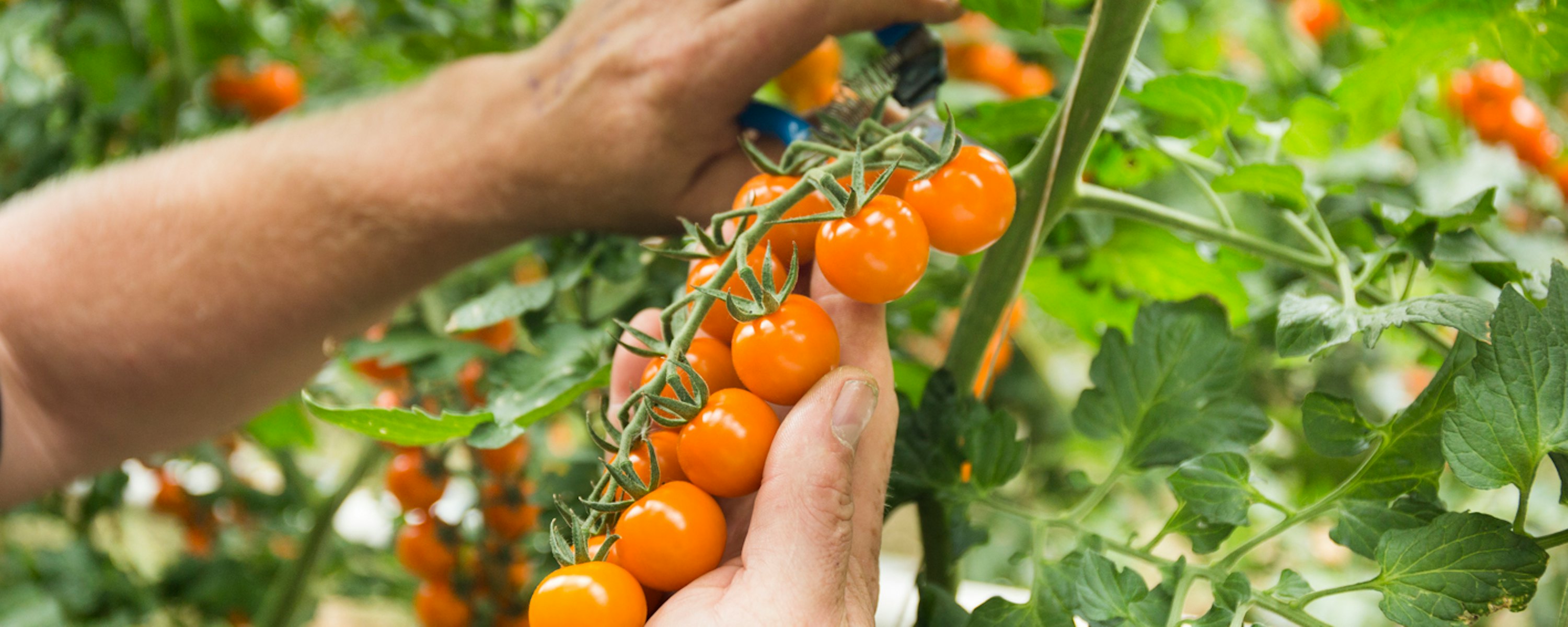 Lamuse fresh valley 1