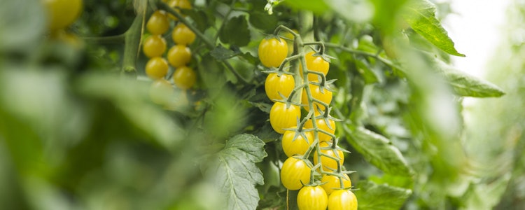 Placeholder for Lamuse fresh valley 6