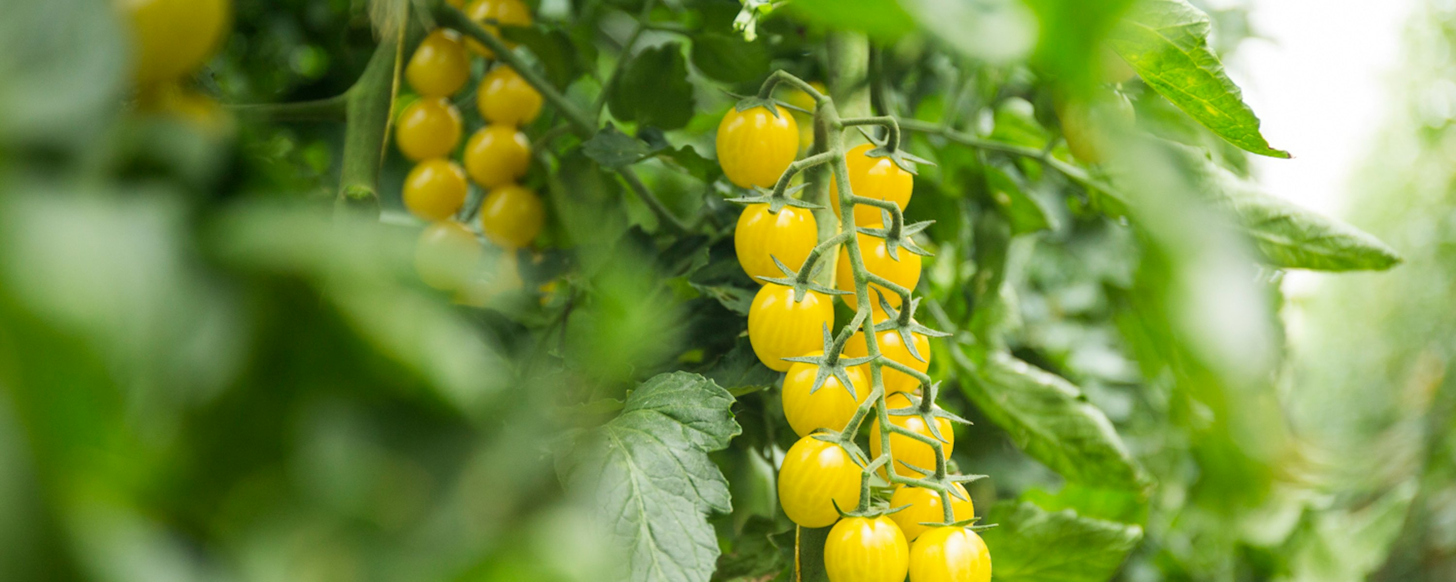 Lamuse fresh valley 6