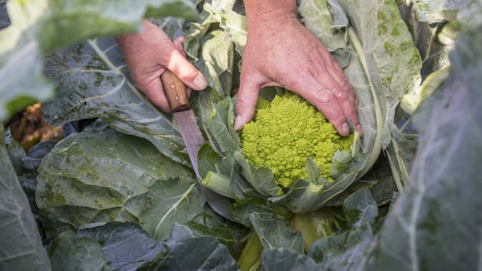 Placeholder for Romanesco