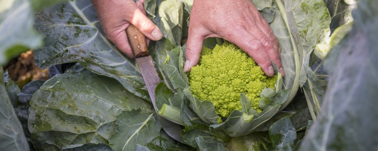 Placeholder for Romanesco