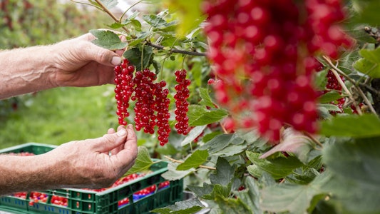 Placeholder for Rode bessen in veld 2