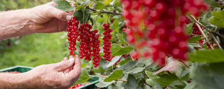 Placeholder for Rode bessen in veld 2