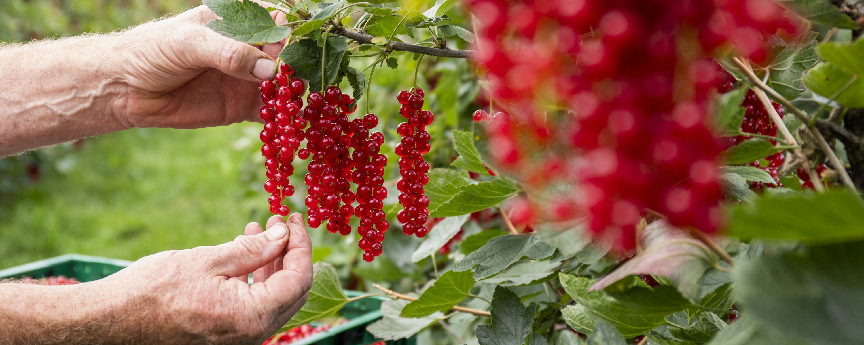 Rode bessen in veld 2