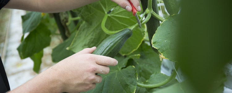 Placeholder for Komkommer