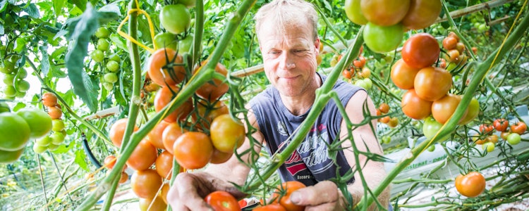 Placeholder for Zonnekreek ronde tomaat 13