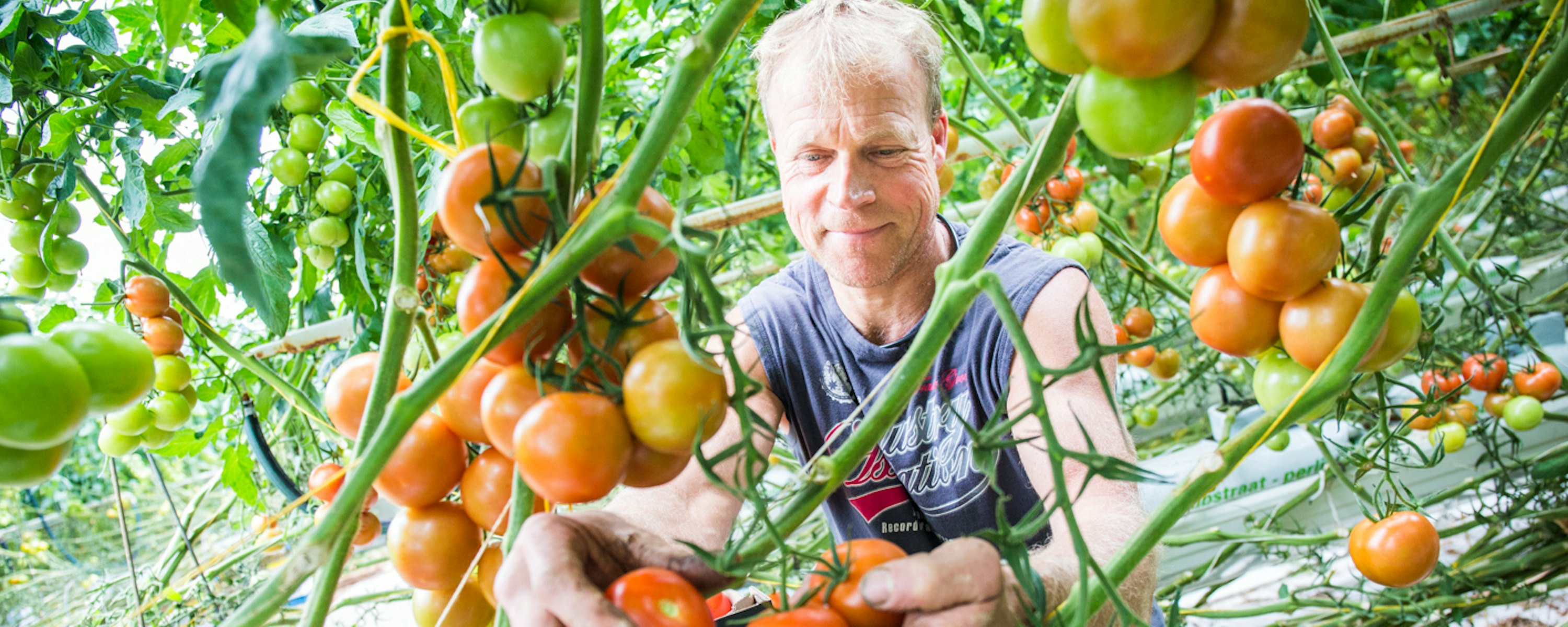 Zonnekreek ronde tomaat 13