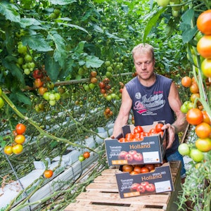 Placeholder for Zonnekreek ronde tomaat 16