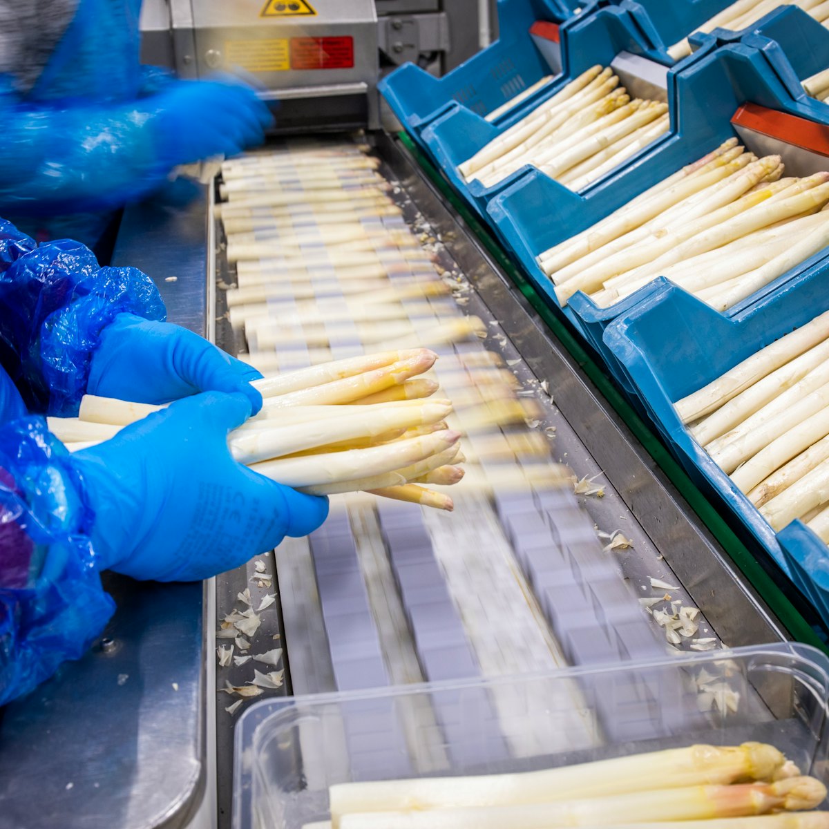 2021 0526 asperges schillen en topsealen 12