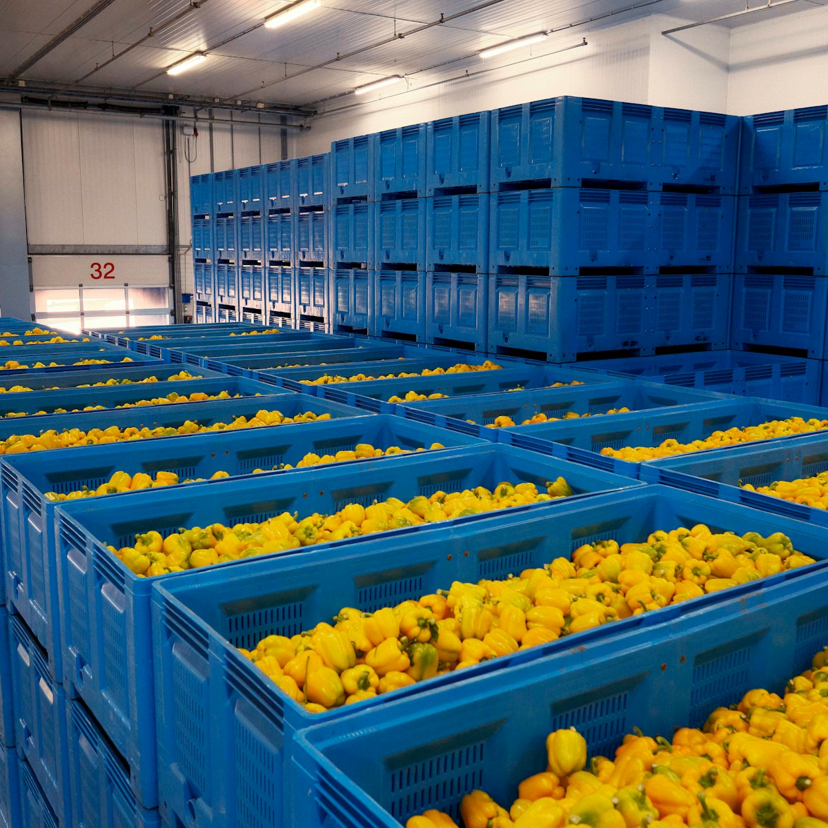 2025 0425 Gele paprika in bak