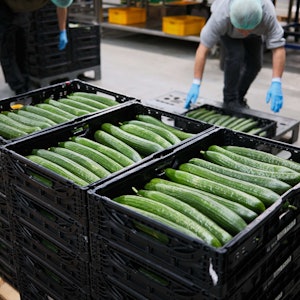 Placeholder for 2025 0425 Komkommers in krat 2