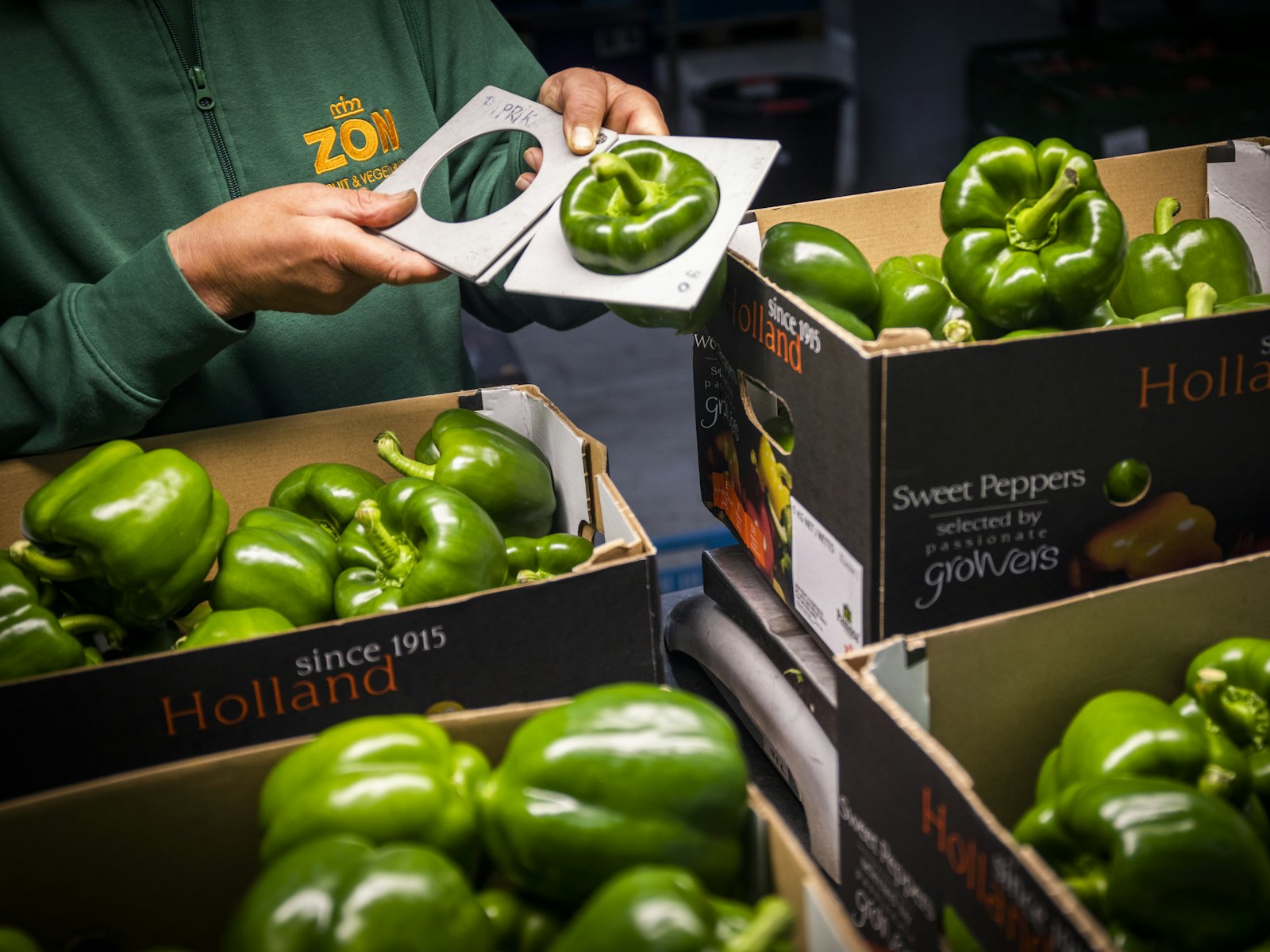 Groene paprika keuren 1